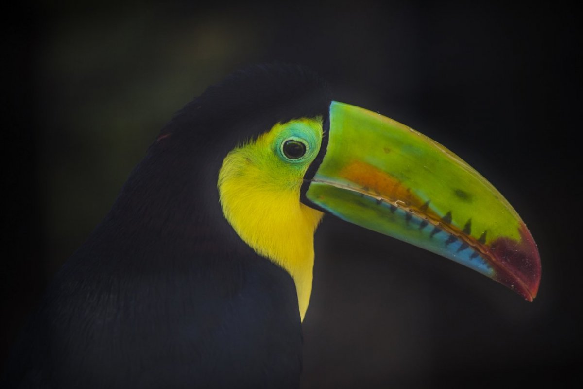 Индия скульптура птицы Джатаю