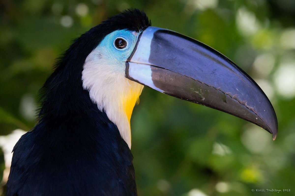 Клюв истукана