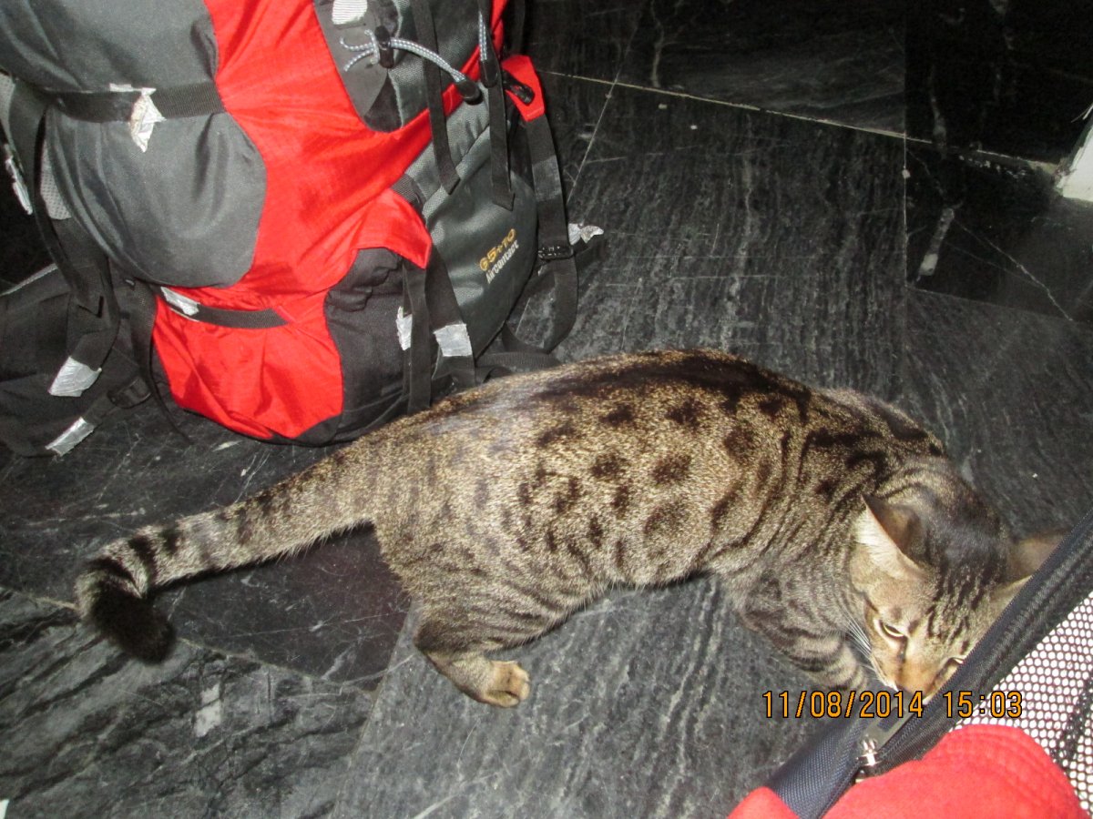 Абиссинская овчарка