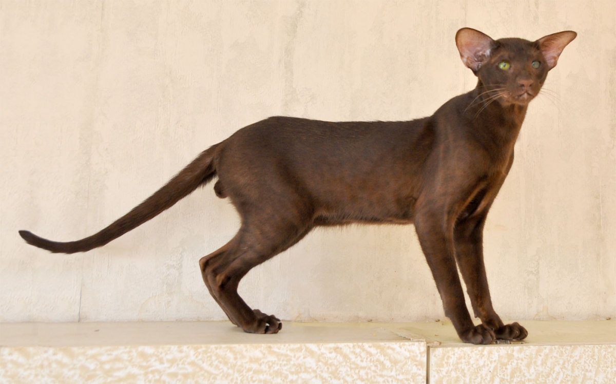 Британская короткошёрстная кошка хвост