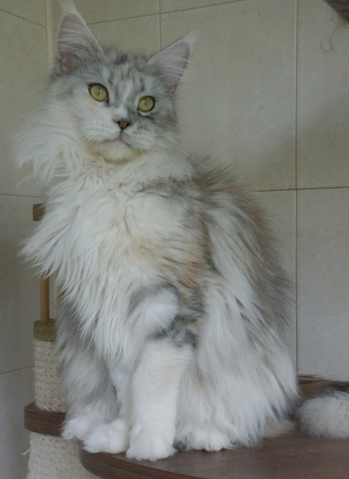 Беременные британские кошки