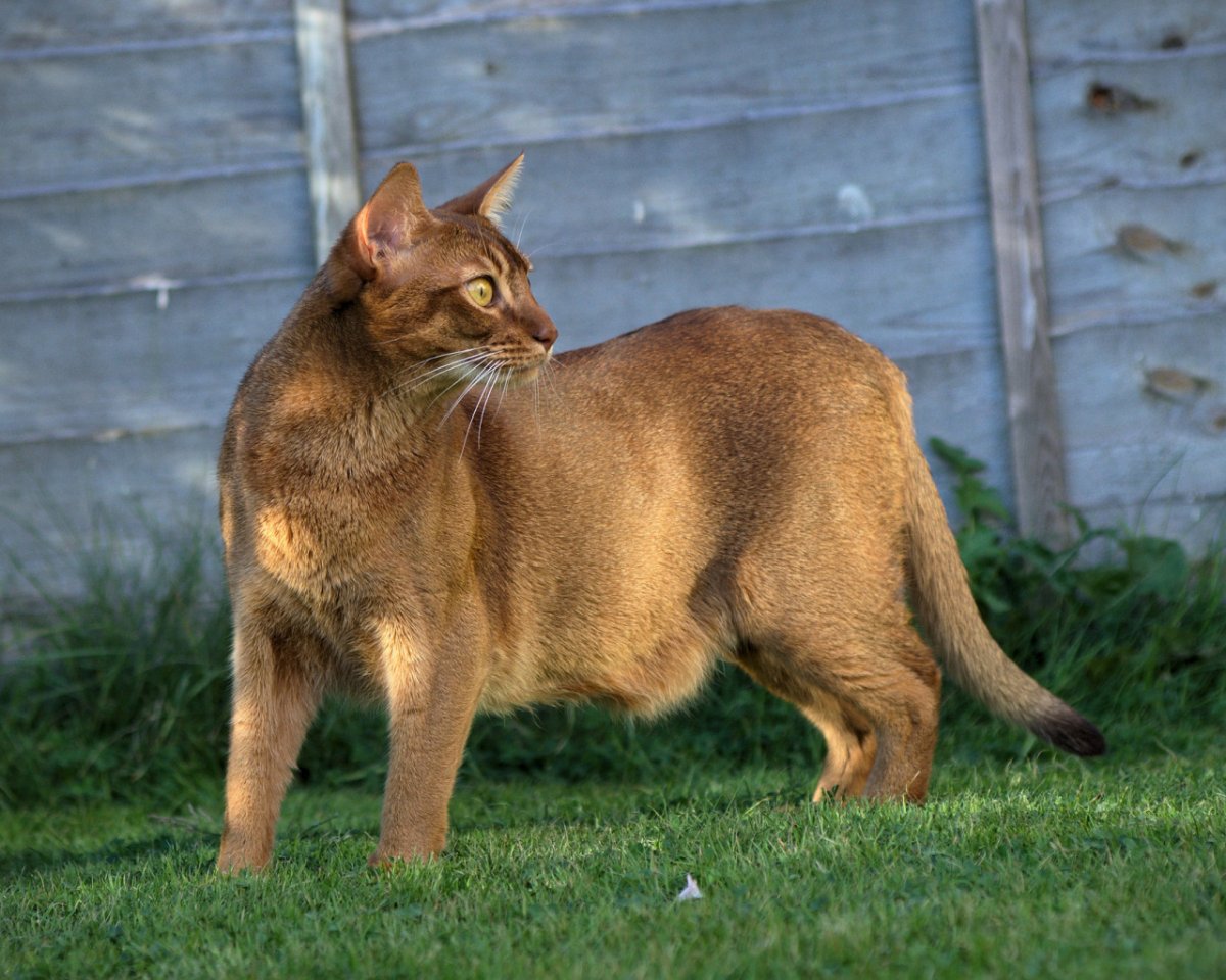 Курдюк у Мейн куна