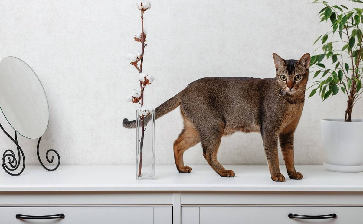 Синдром короткого позвоночника у кошек