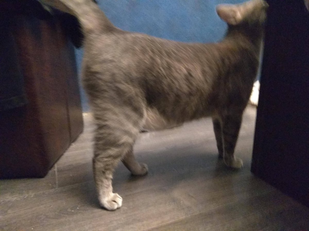 Британский кот живот