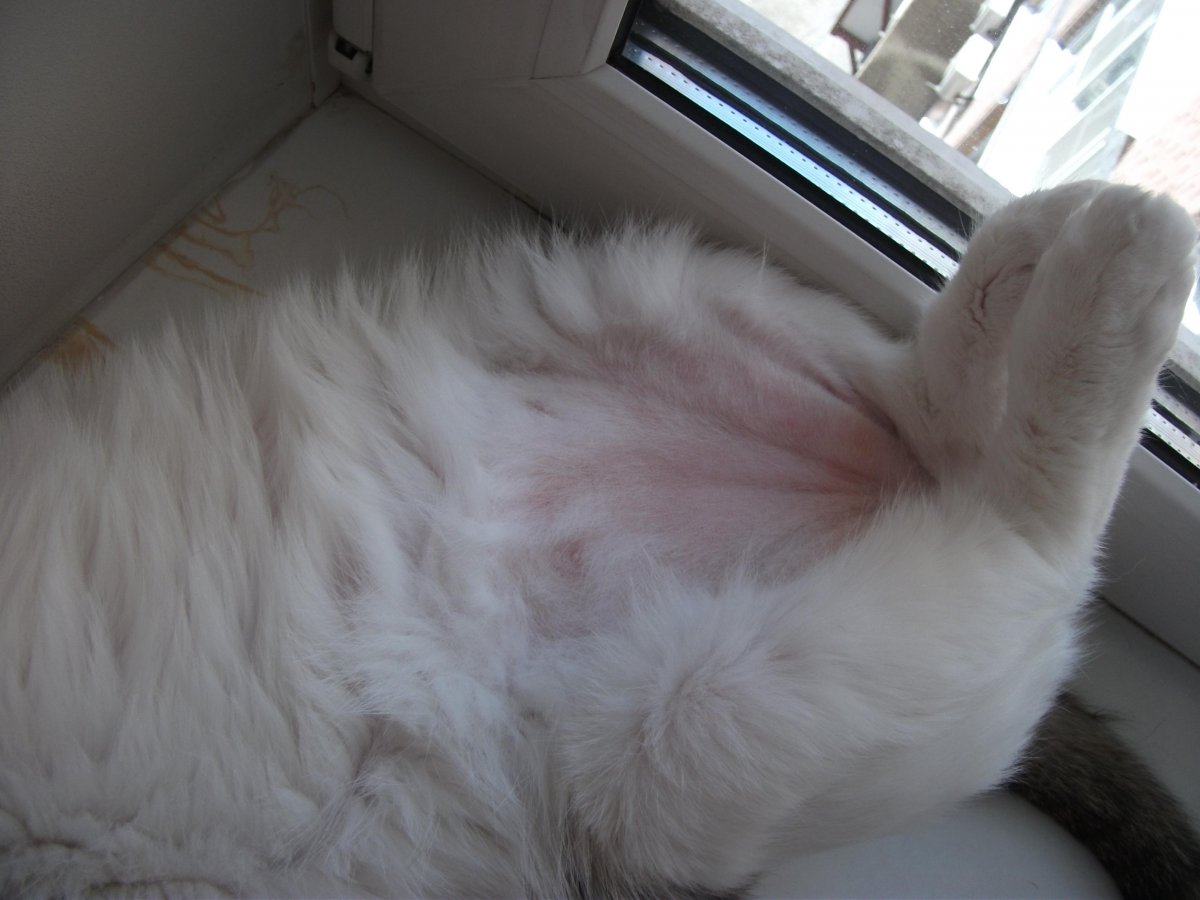 Бурманская короткошерстная кошка