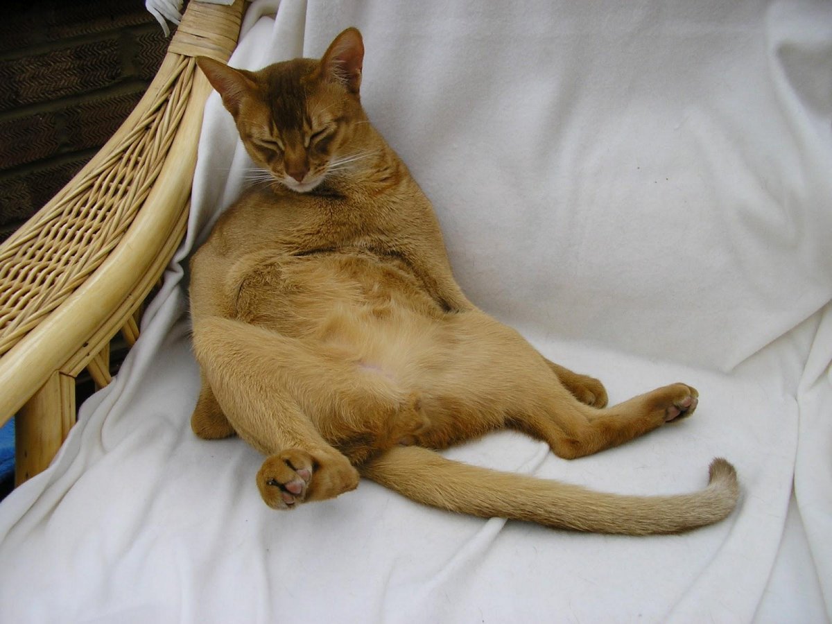 Расчесывать Персидского кота