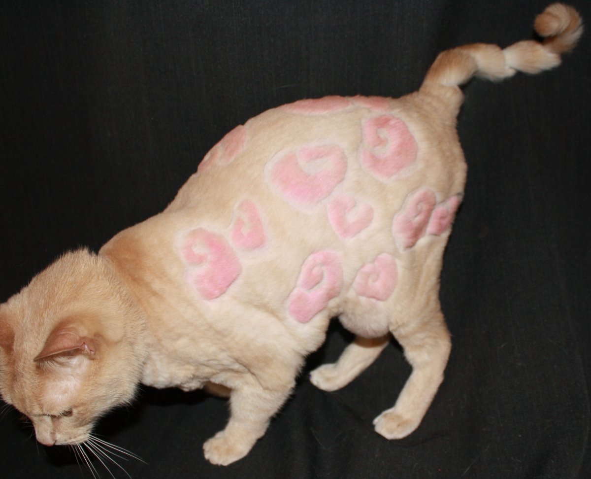 Кошка отвернулась обиделась