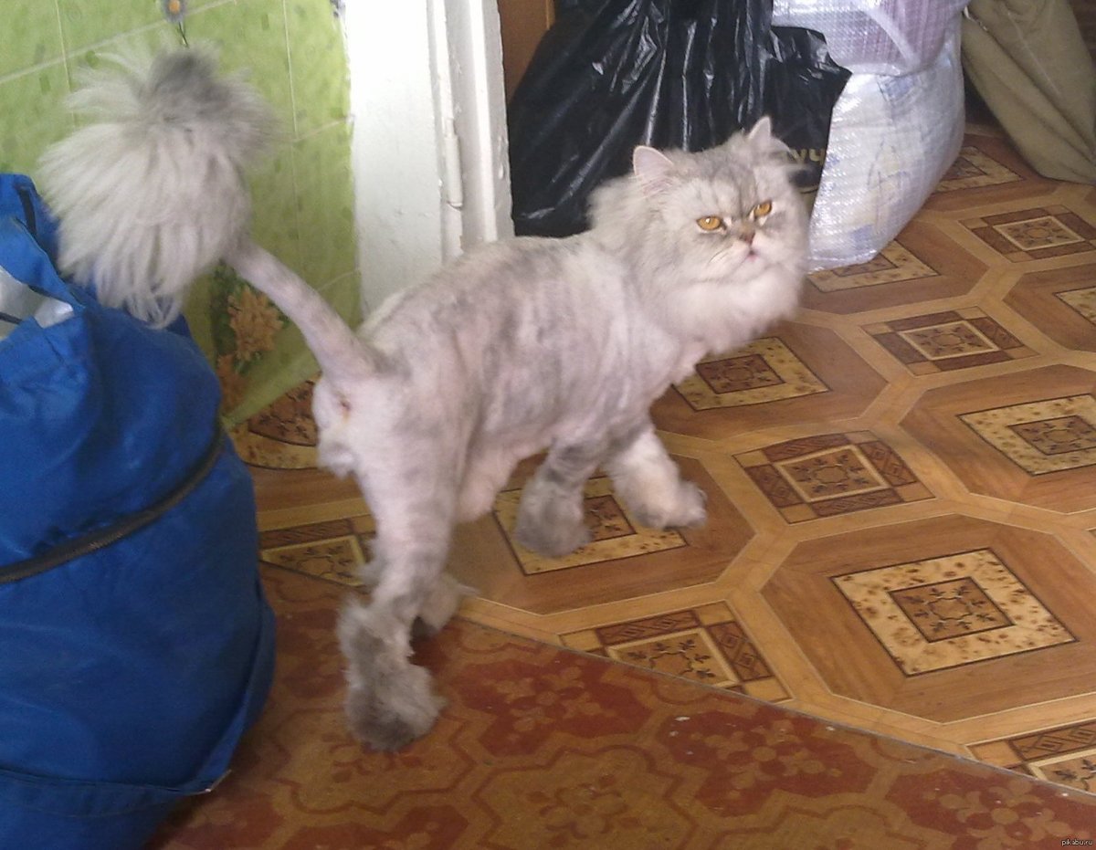 Помесь Бурмы