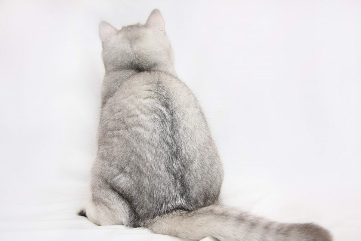Кошка со спины