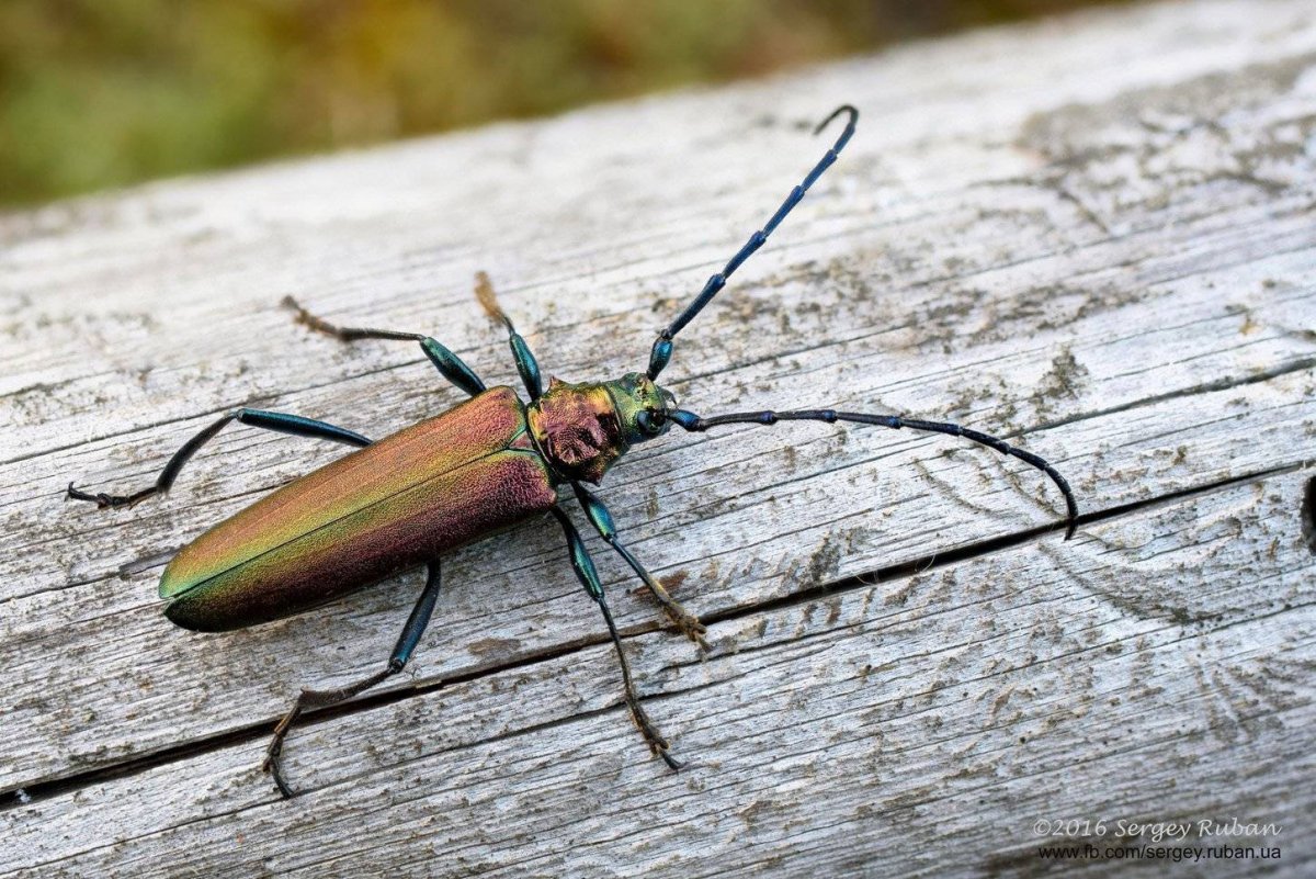 Жук усач Дубильщик