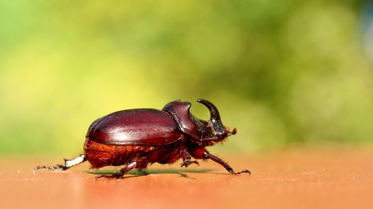 Жук усач Дубильщик