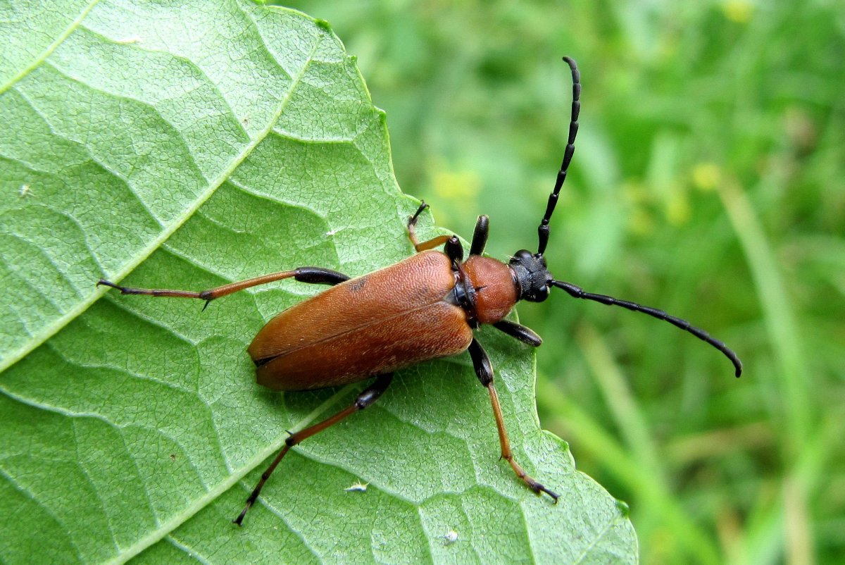 Coleoptera красный Жук