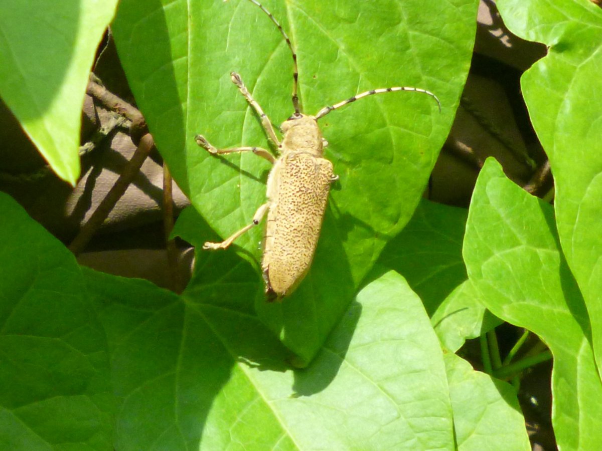 Зеленый Жук с длинными усами