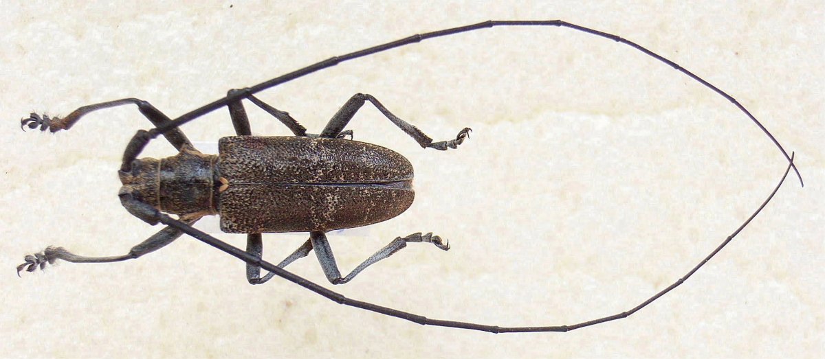 Жук с коричневыми бочками и черным