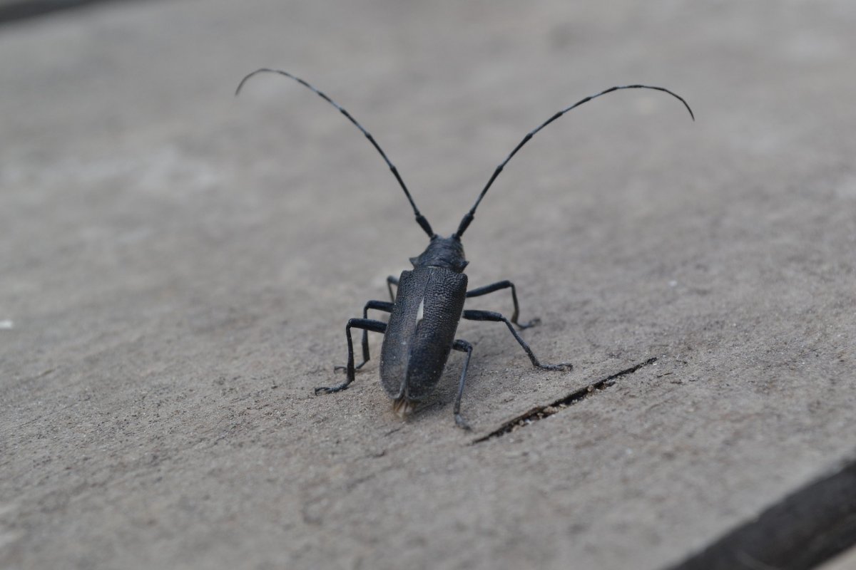 Жук черный хрущак