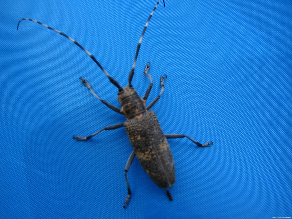 Маленький круглый жучок с длинными усами