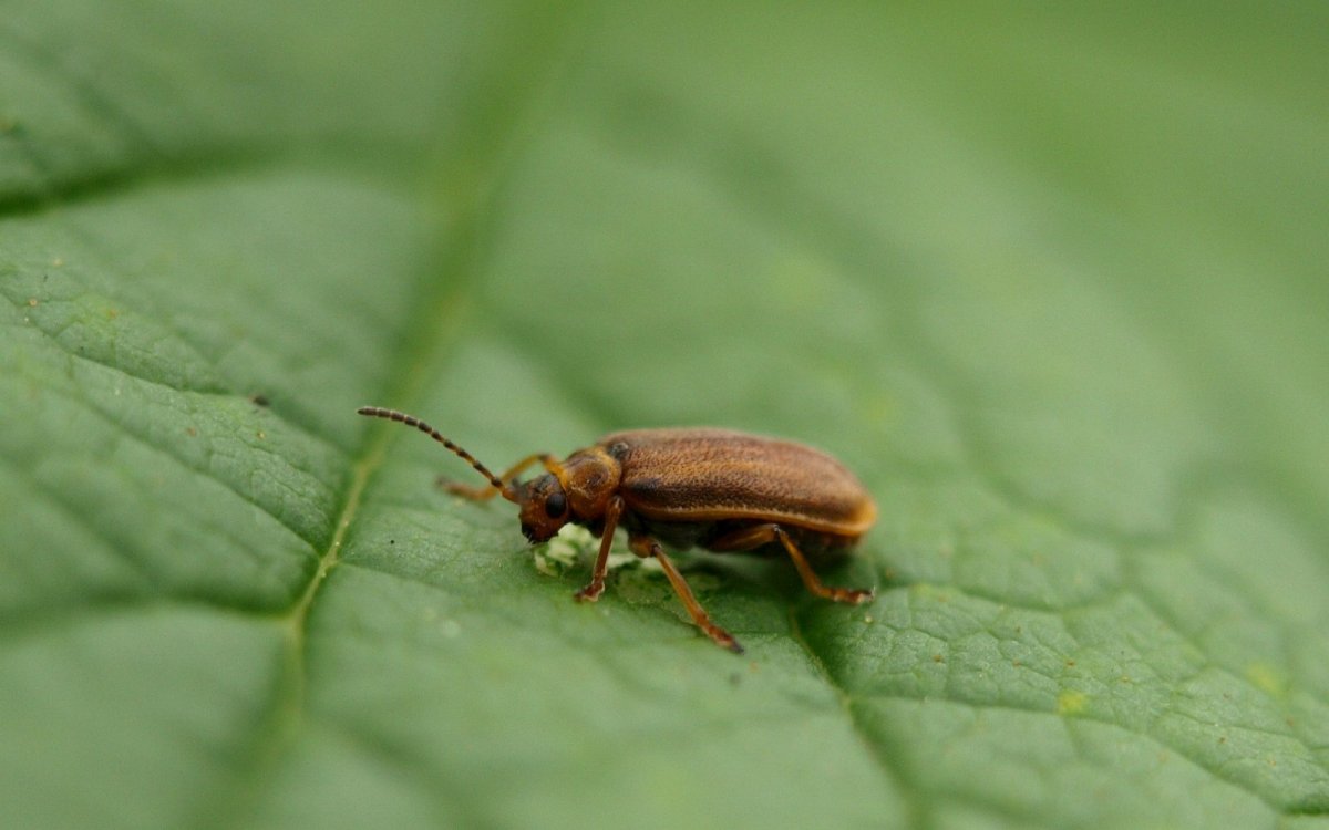 Коричневый жук с длинными усами