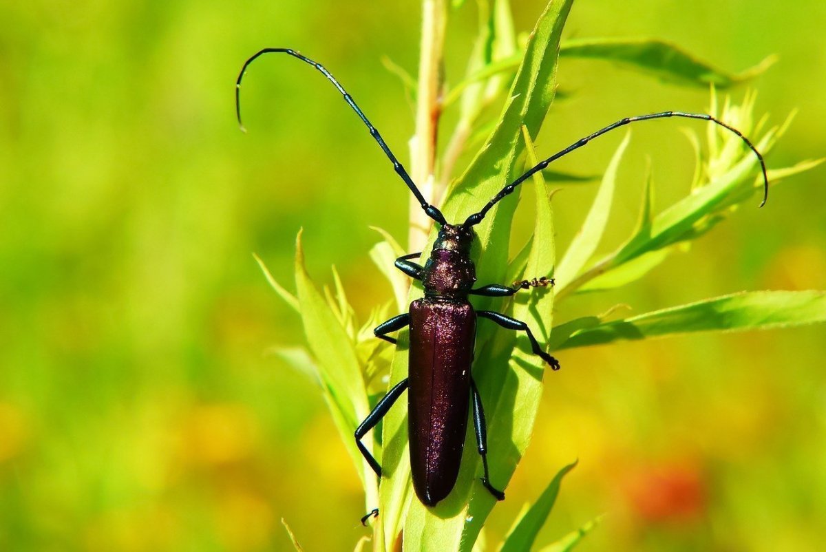 Большой бежевый Жук