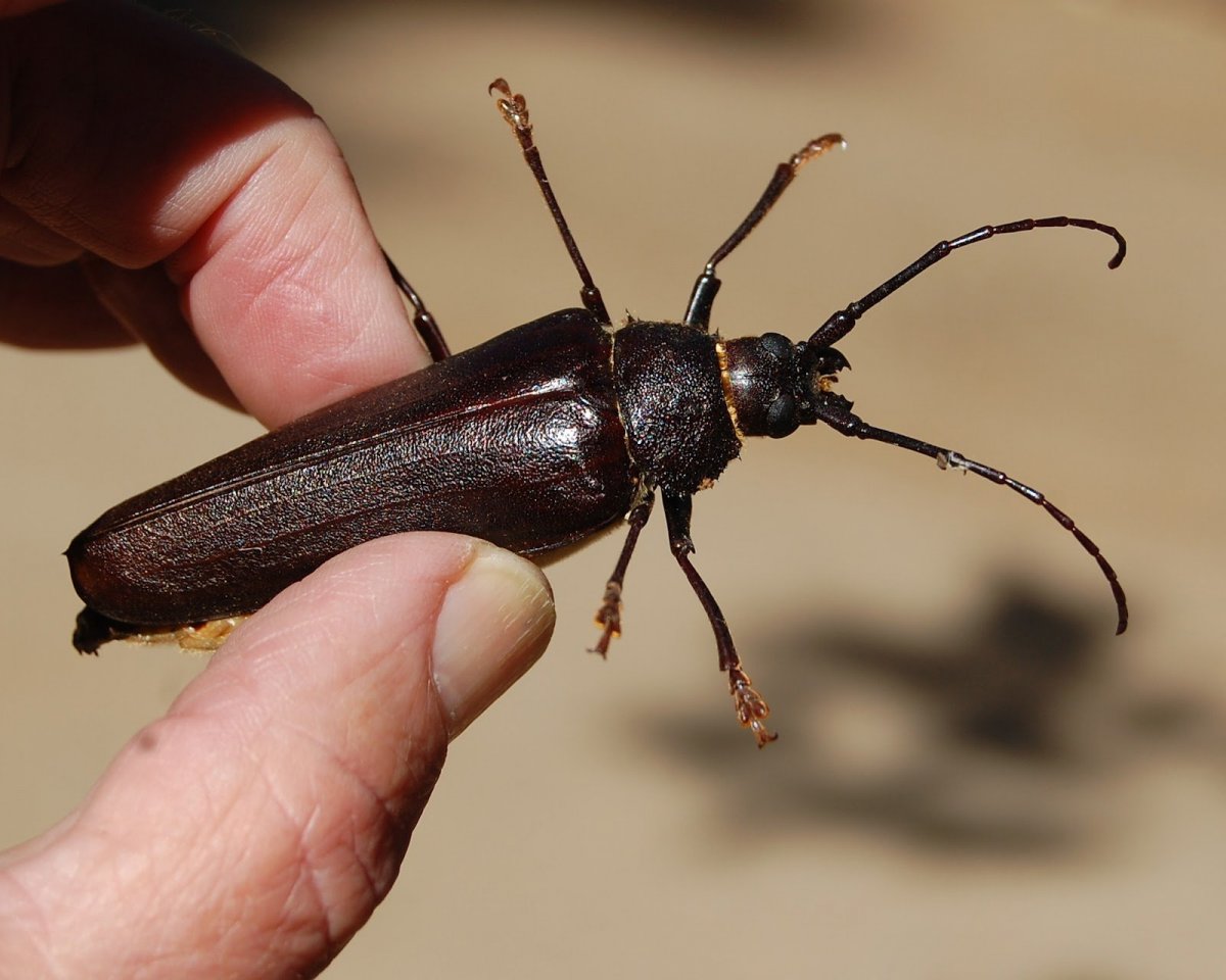 Короед усач