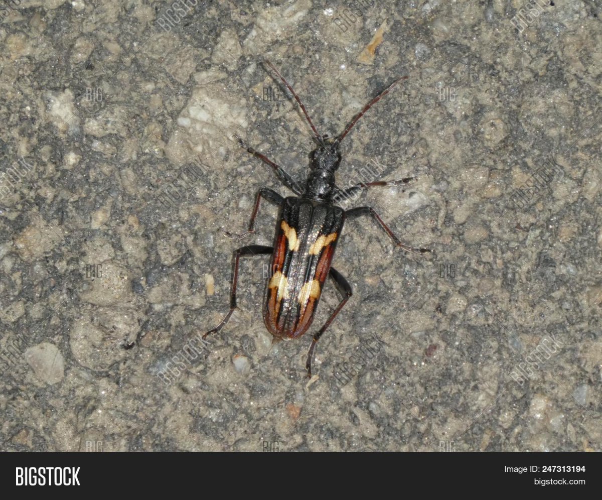 Стригун Жук Байкальский