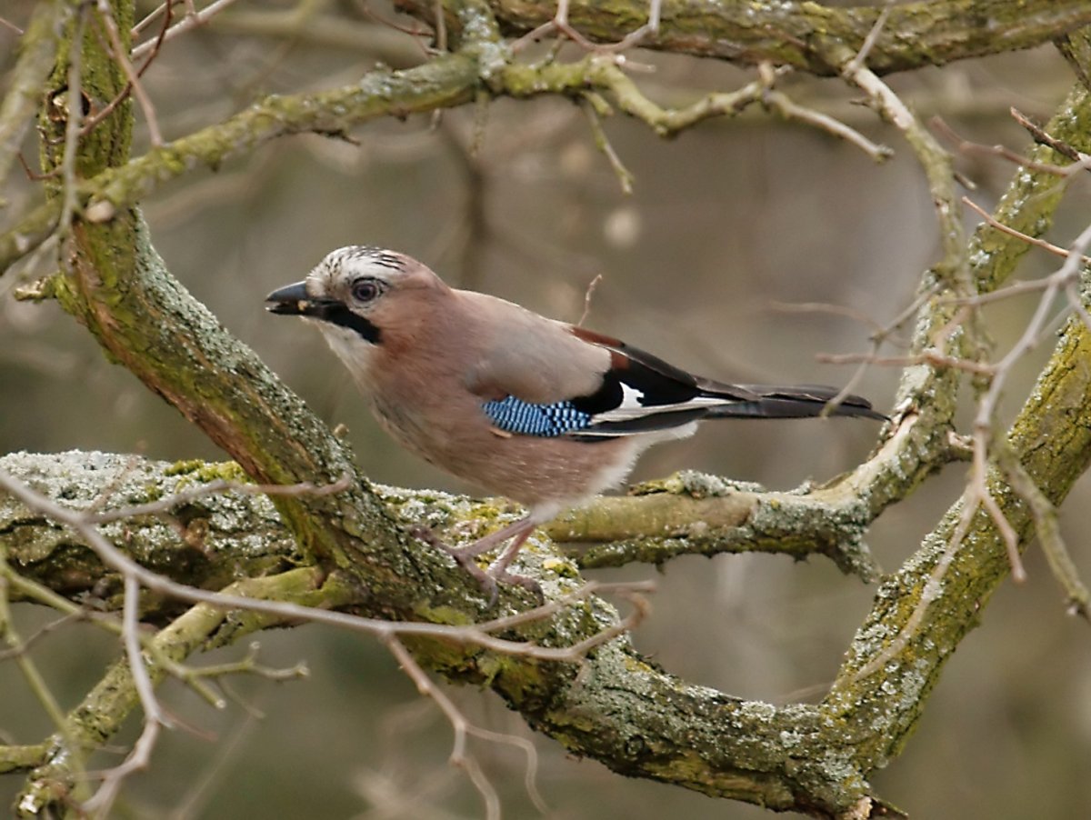 Синантропные птицы Горно Алтайск