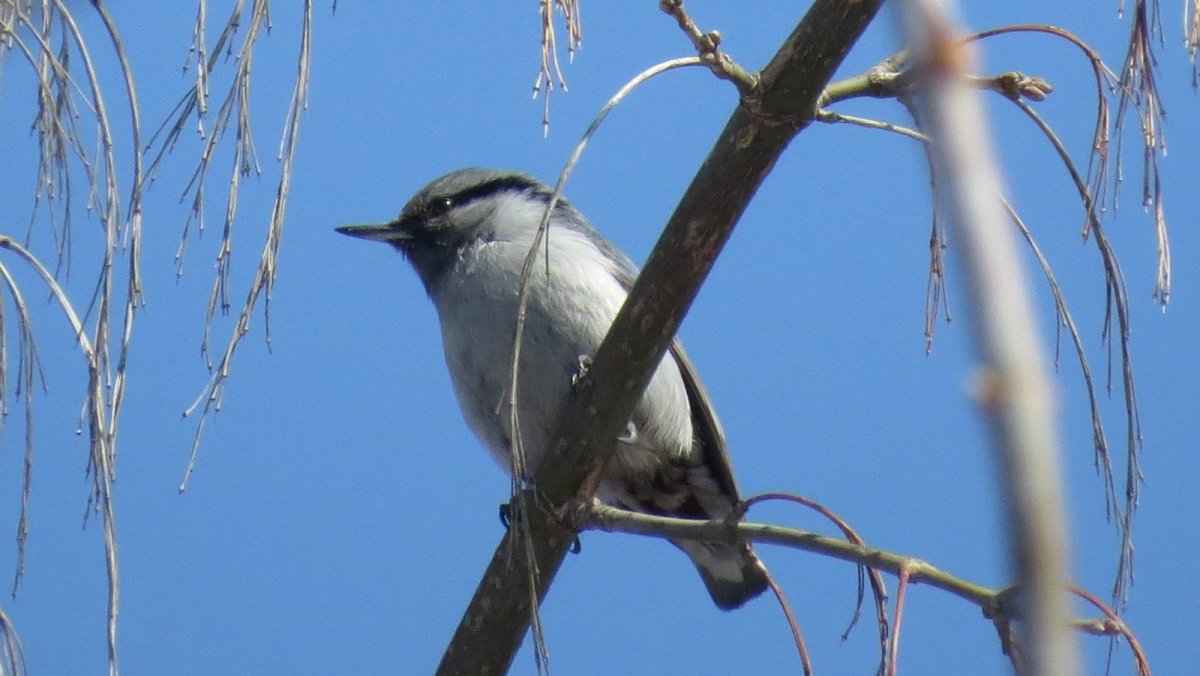 Вертишейка Алтая