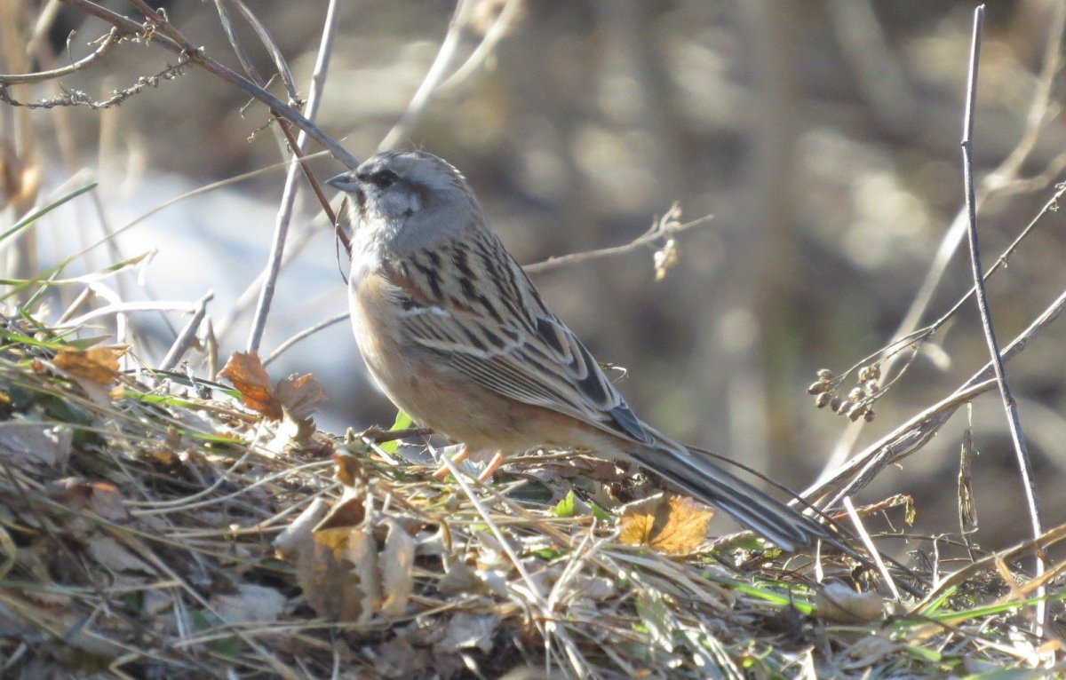 Хищные птицы Алтайского края зимующие