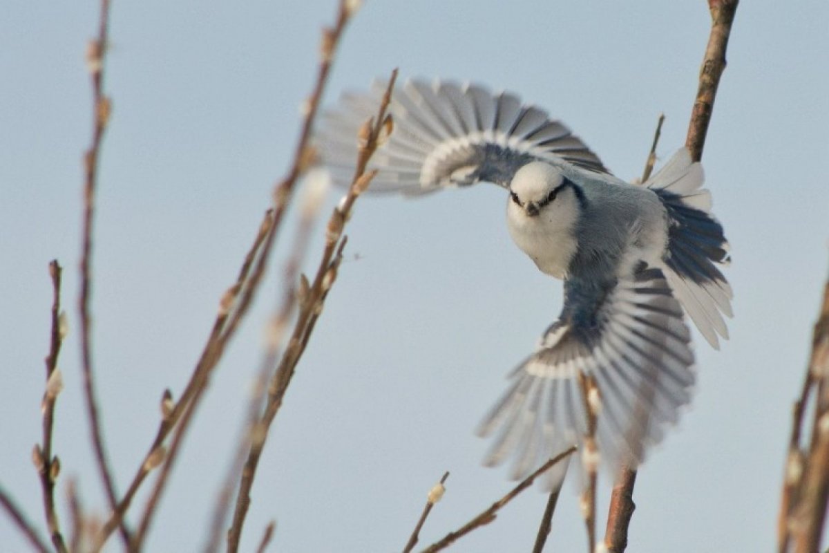 Сойка Архангельской области