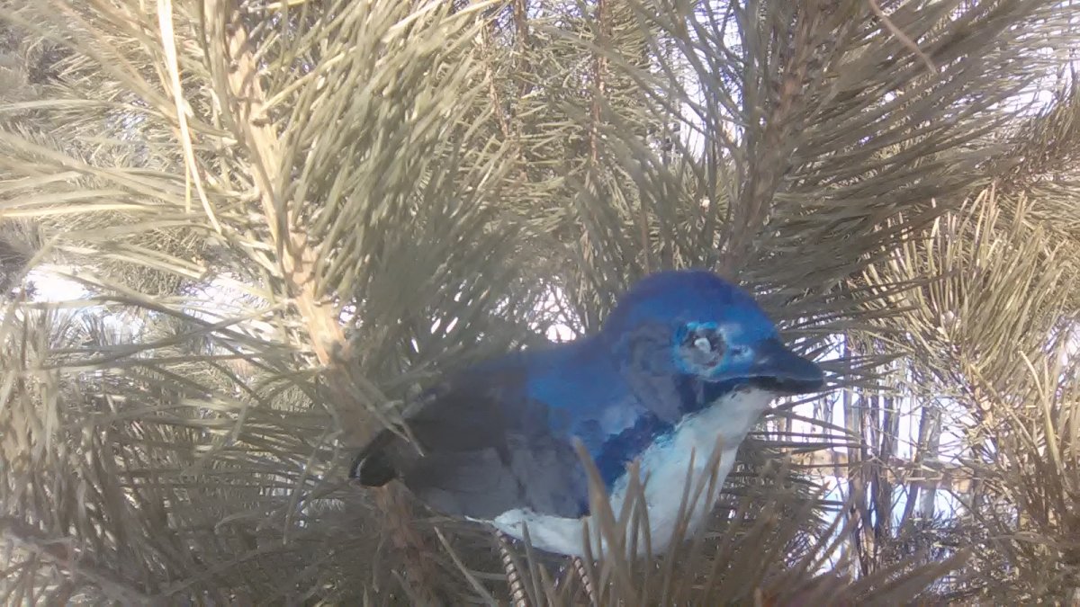 Кедровка птица Алтайский край