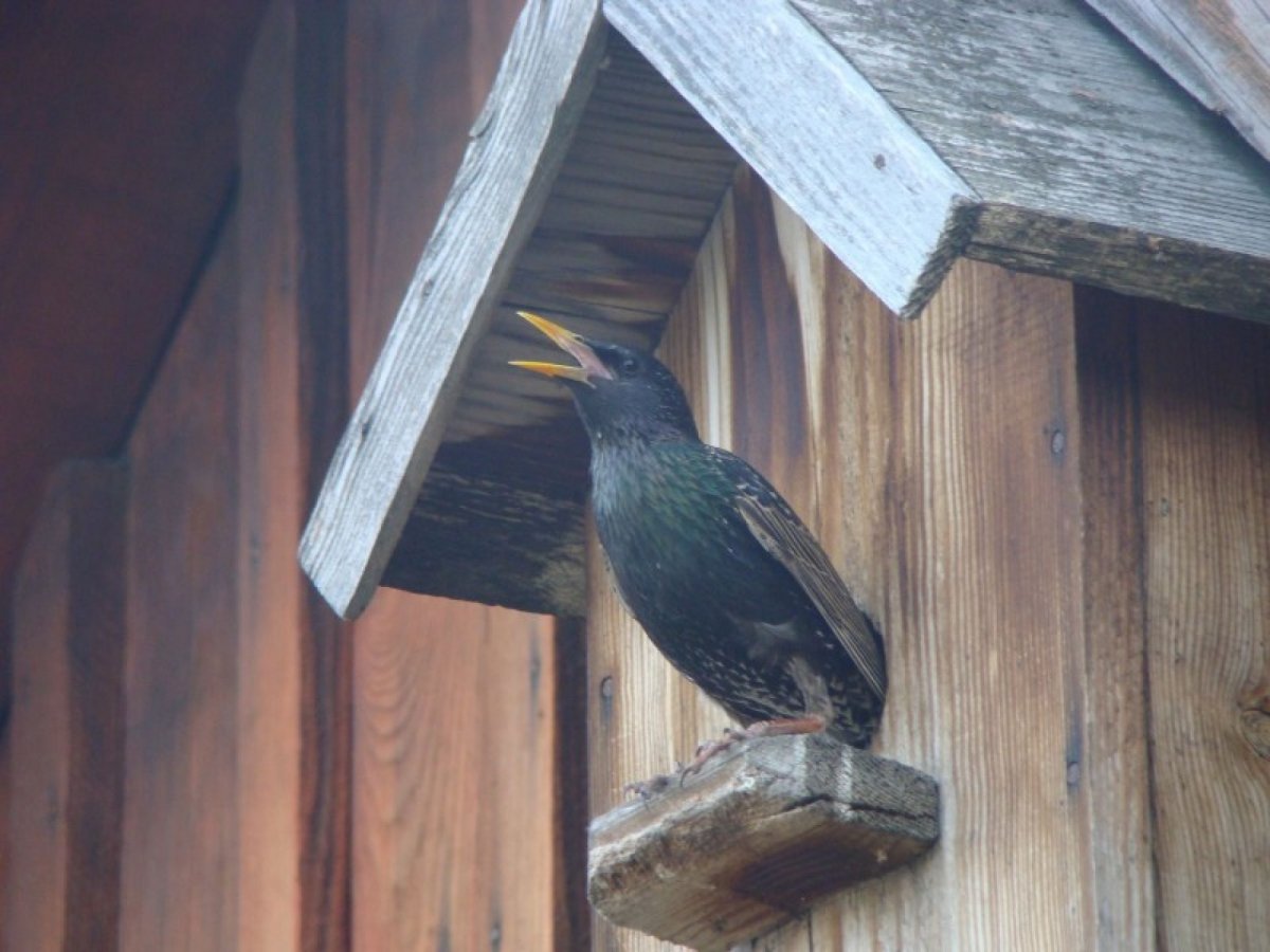 Птицы горного Алтая