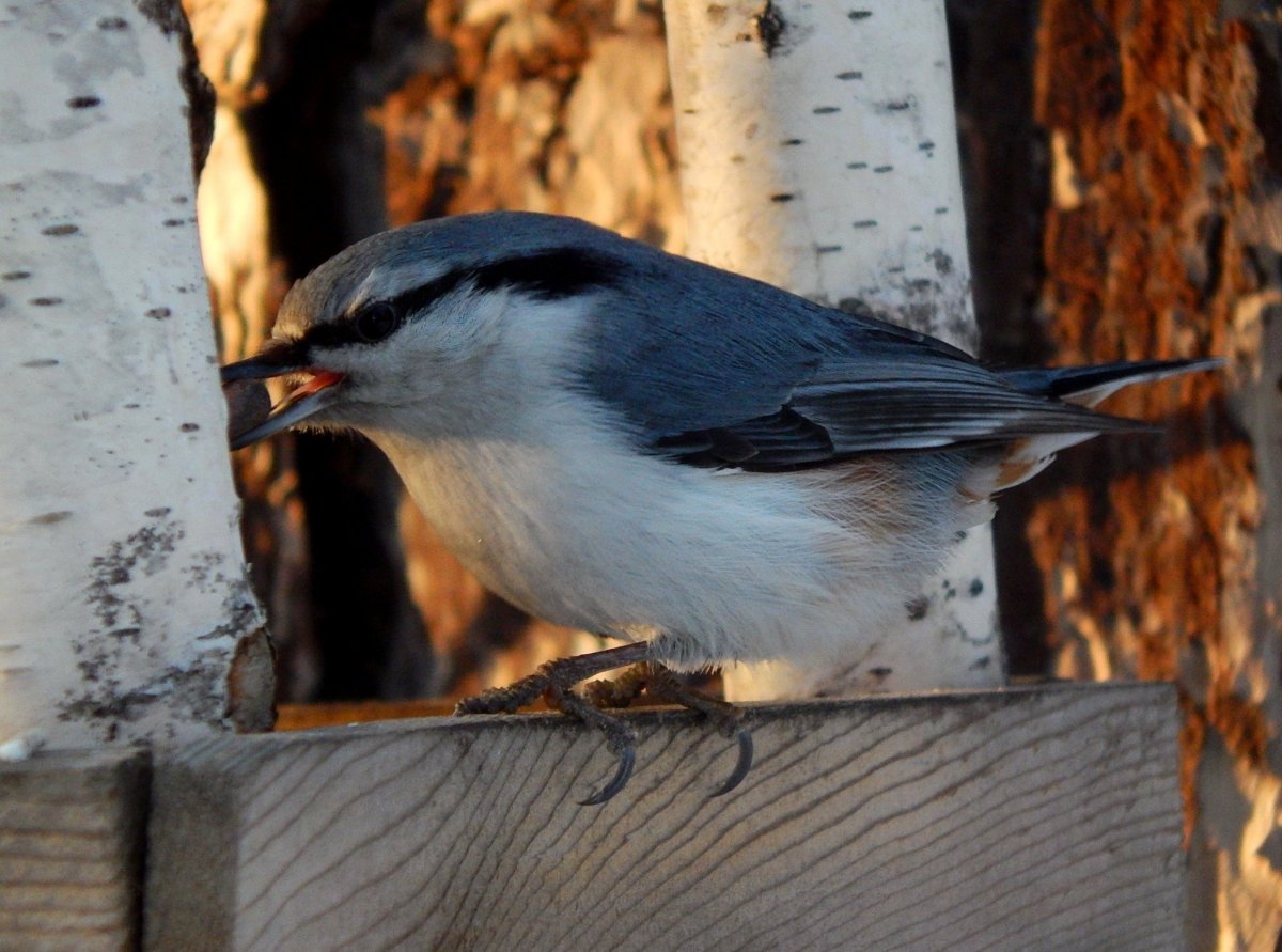 Маленькая серенькая птичка Алтая