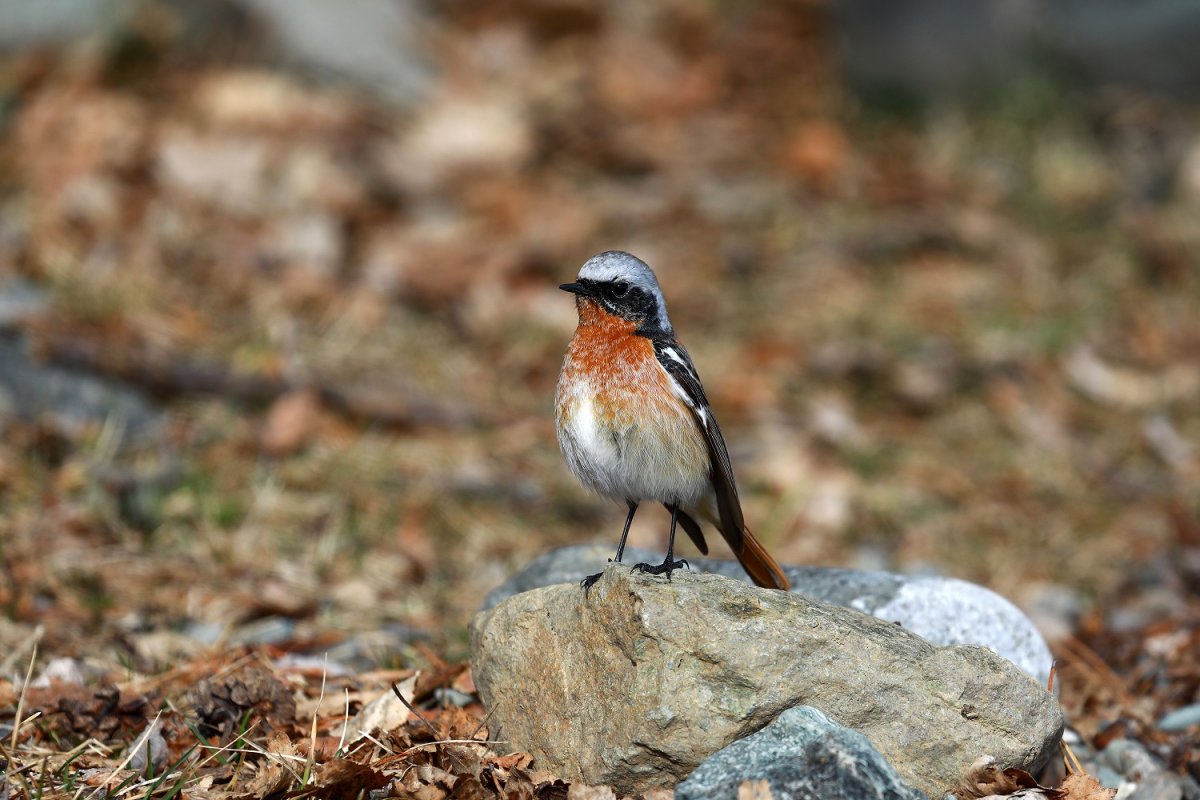 Маленькие птички Алтайского края