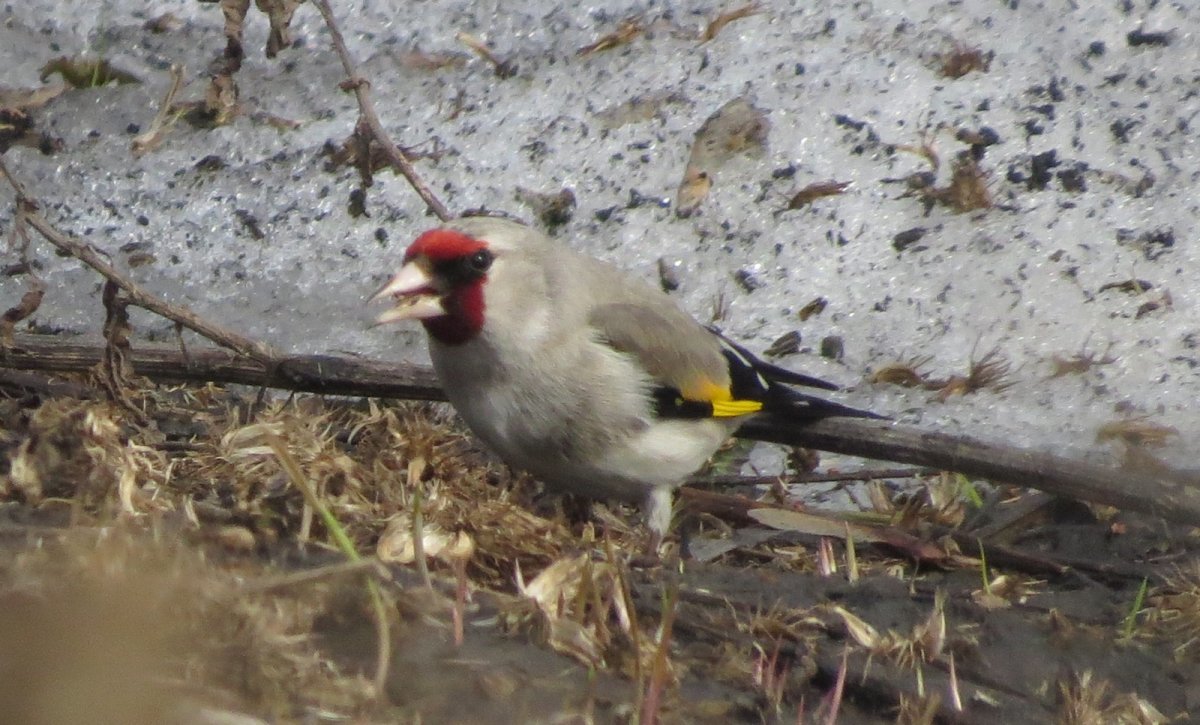 Птицы Алтая Алтая