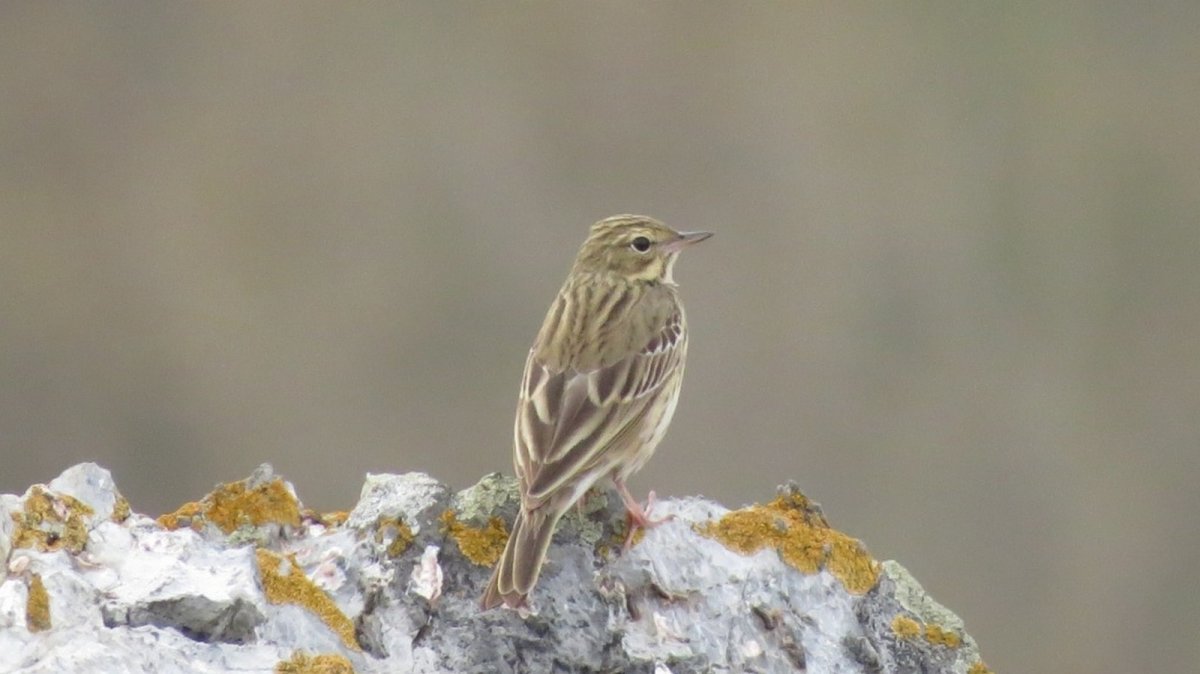 Птицы горного Алтая