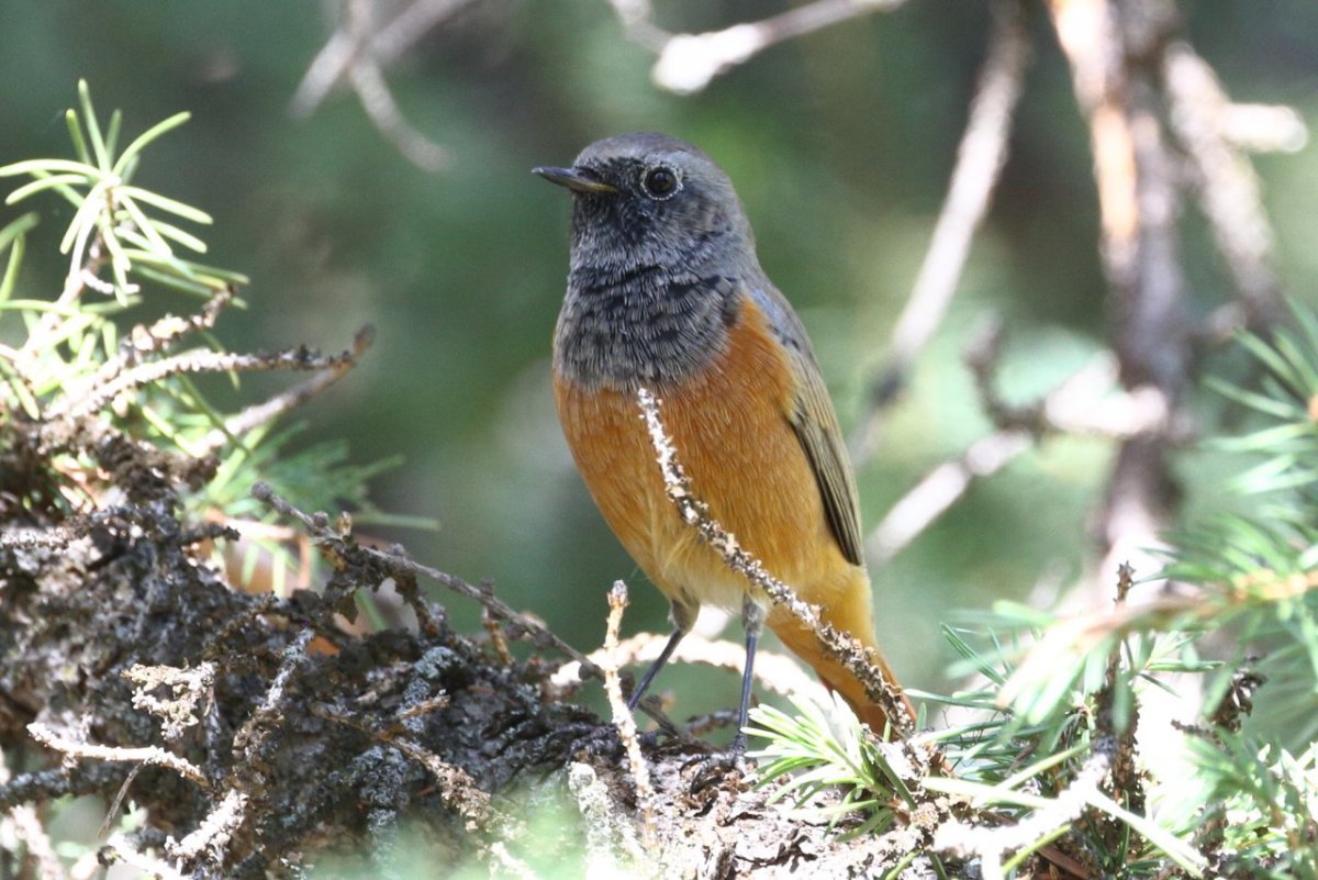 Птицы горного Алтая картинки коллаж