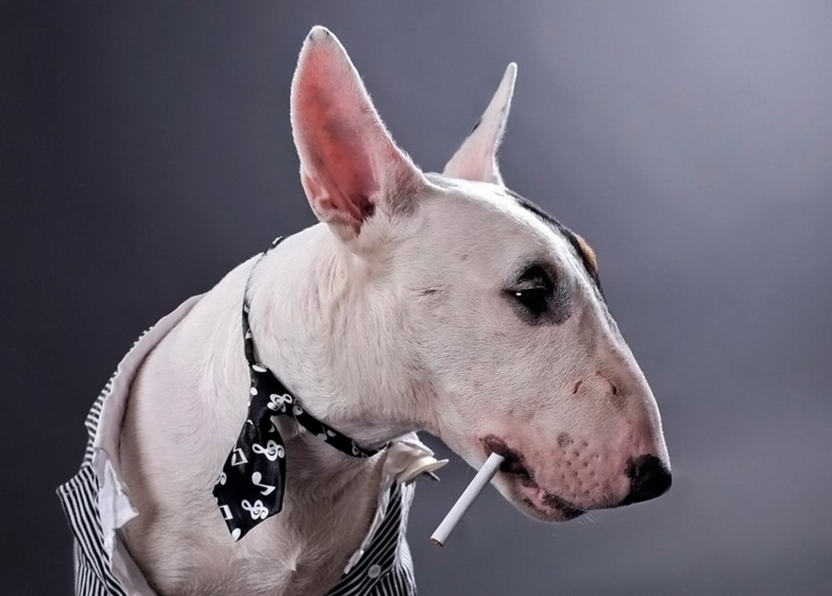 Мини бультерьер белый