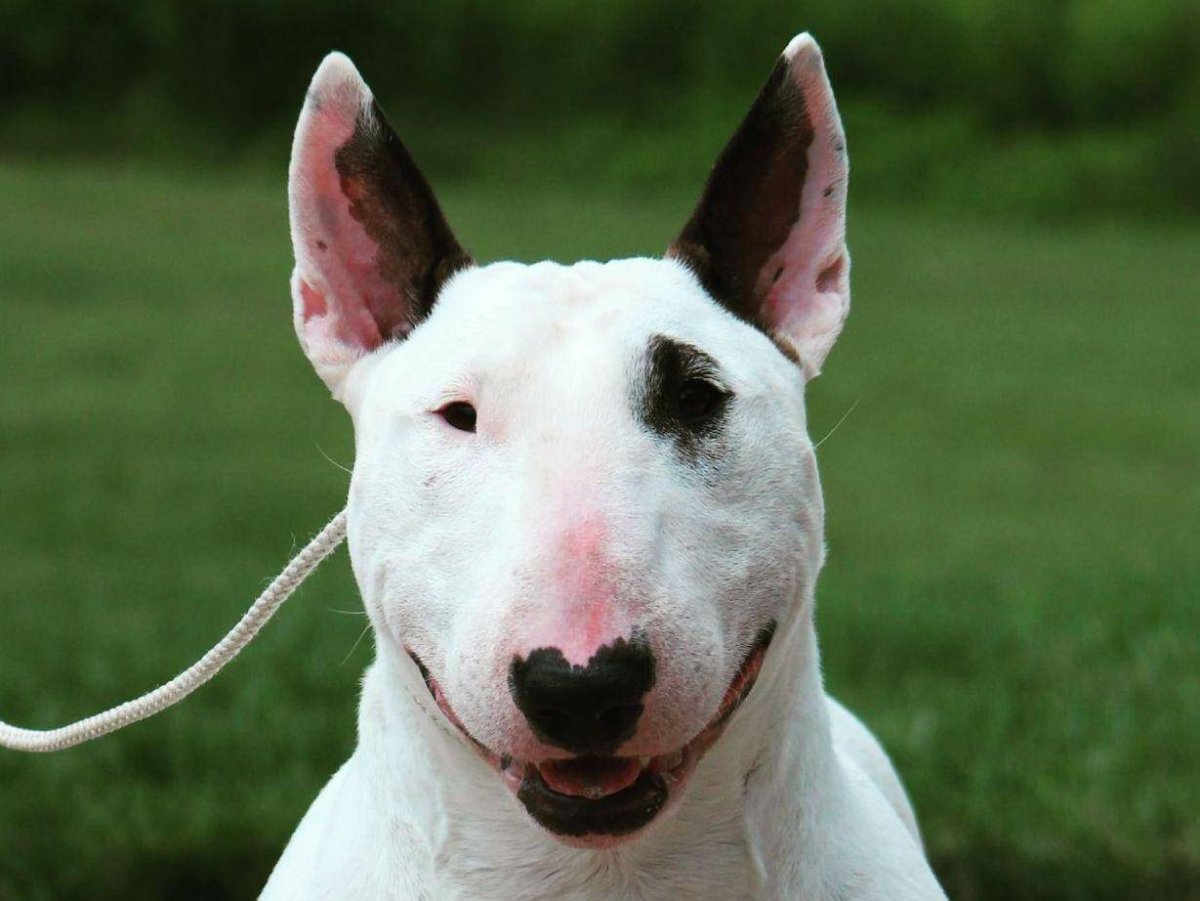 Собака крыса бойцовская порода