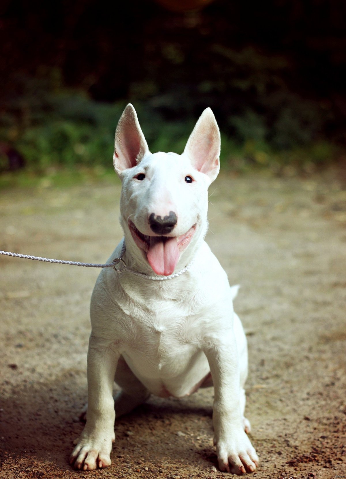 Бойцовские собаки бультерьер
