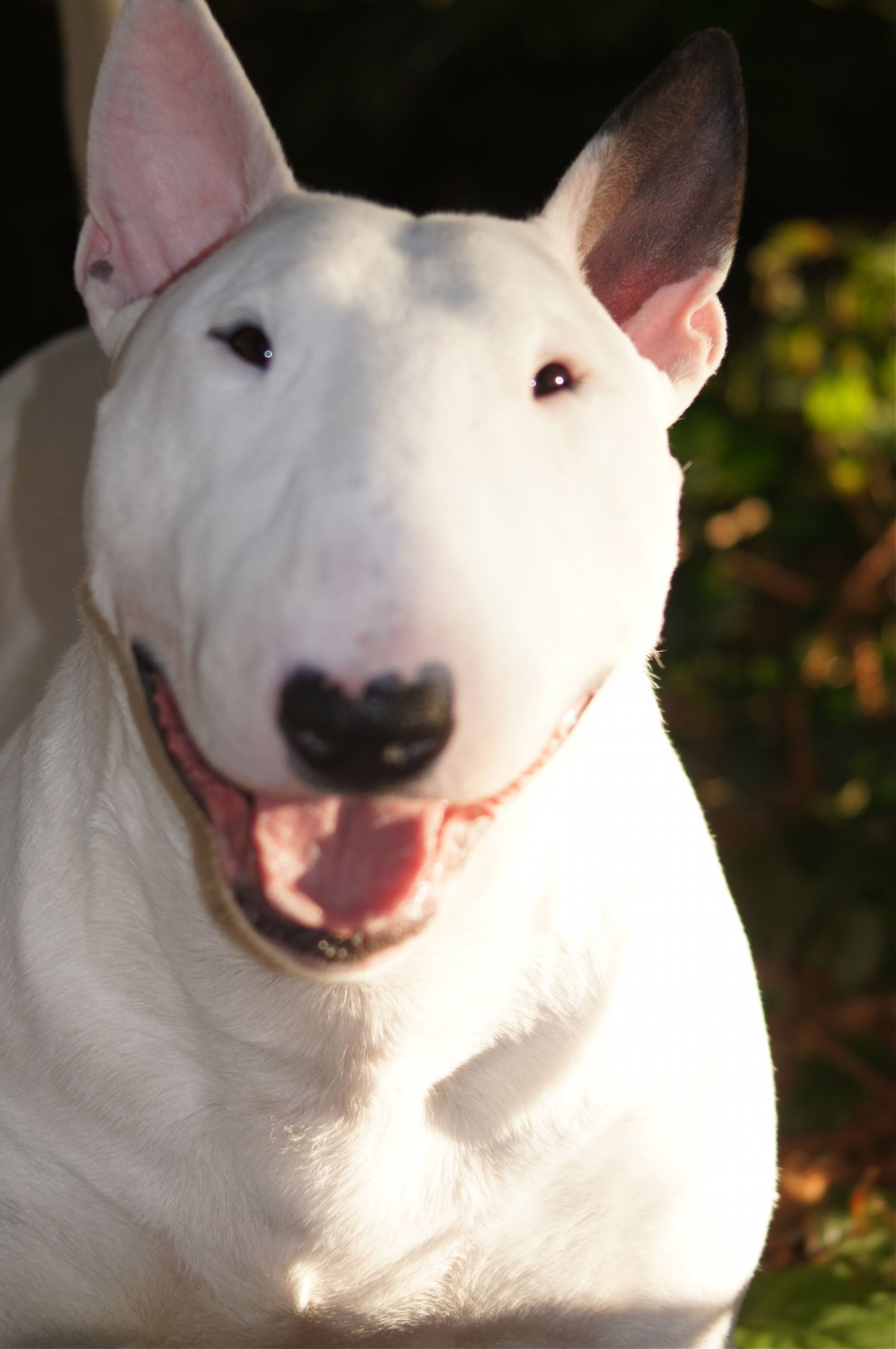 Бультерьер снап купить