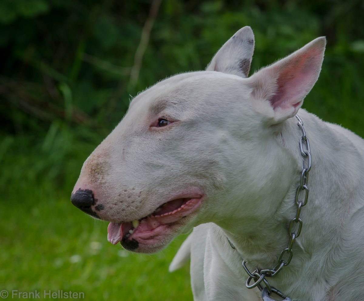 Ушастый бультерьер