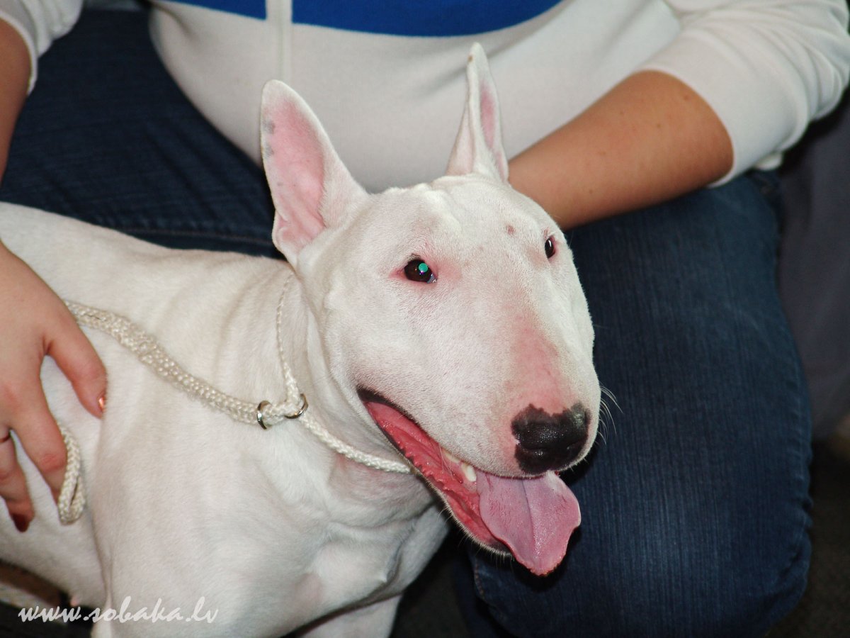 Миниатюрный бультерьер злой