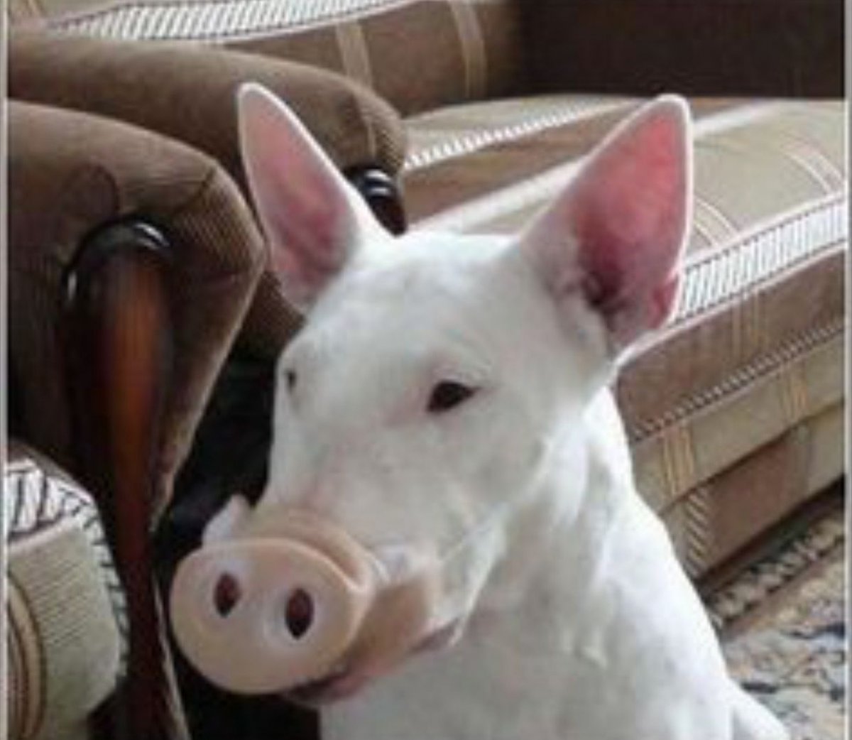 Бойцовский бультерьер