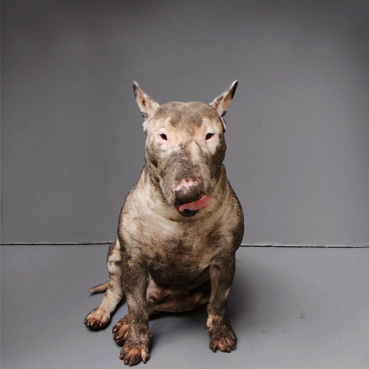 Порода бультерьер