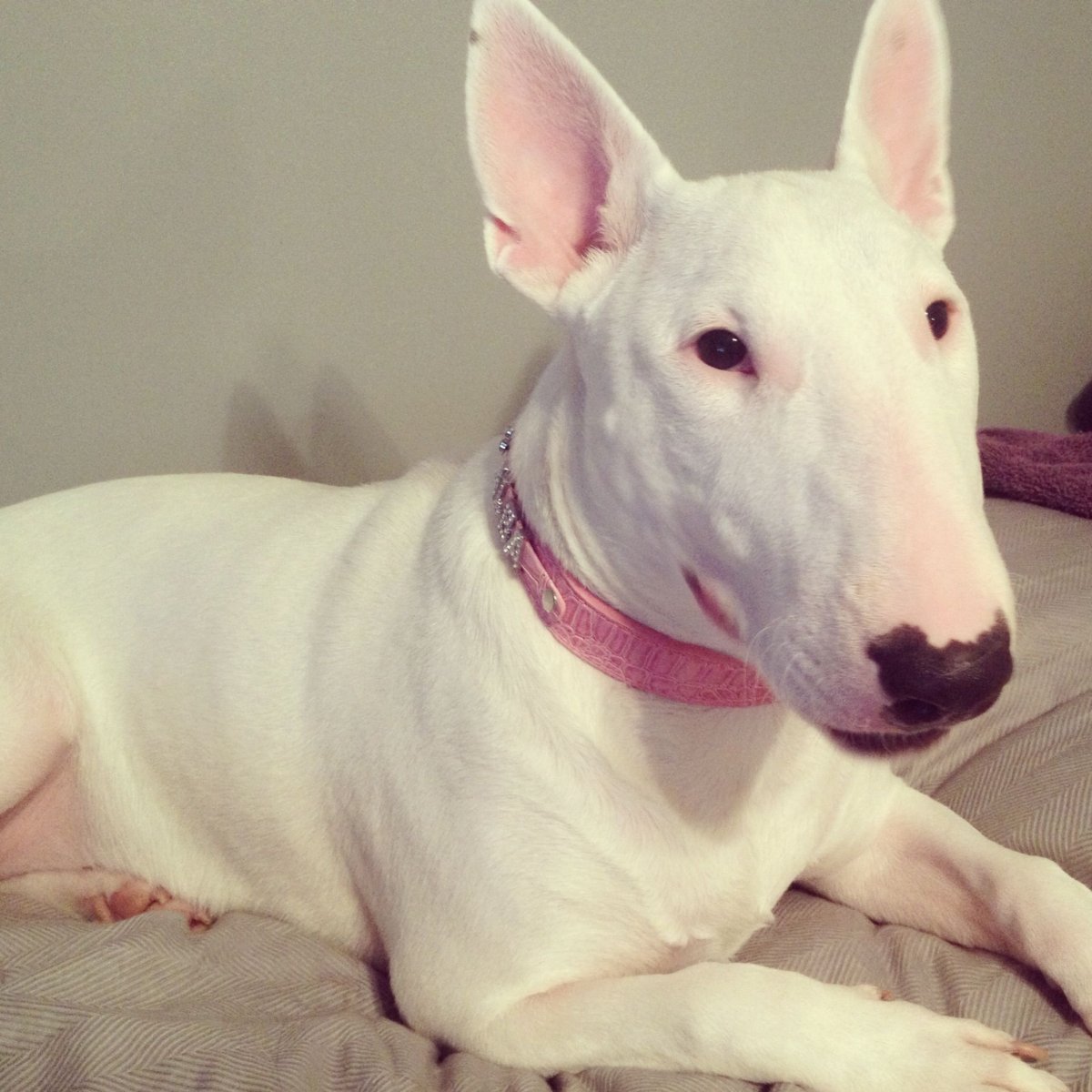 Бойцовская порода бультерьер