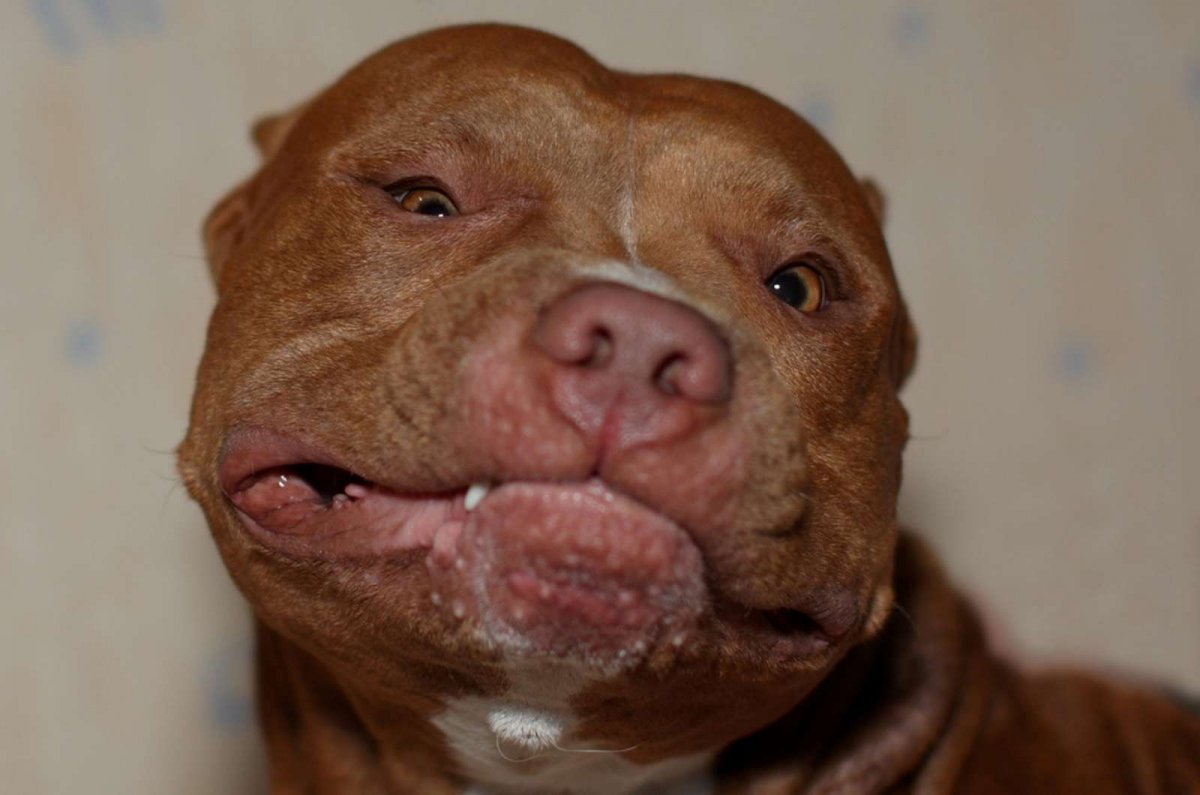 Бойцовская собака с улыбкой