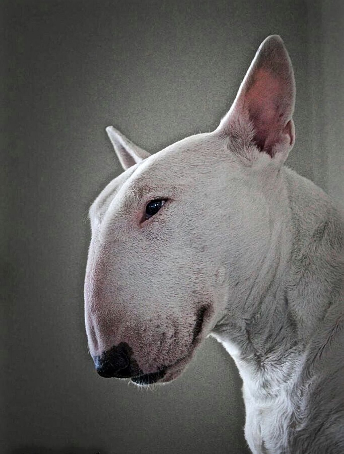 Бультерьер чистокровный