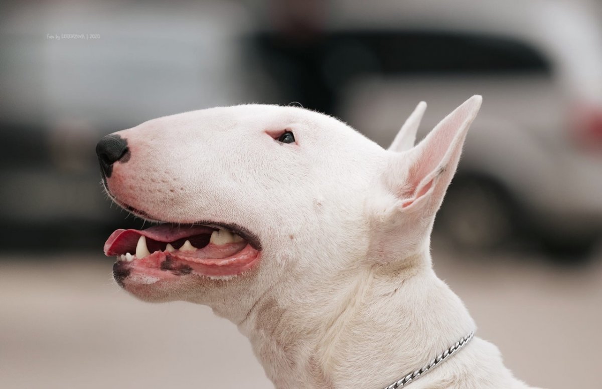 Бойцовский бультерьер щенок