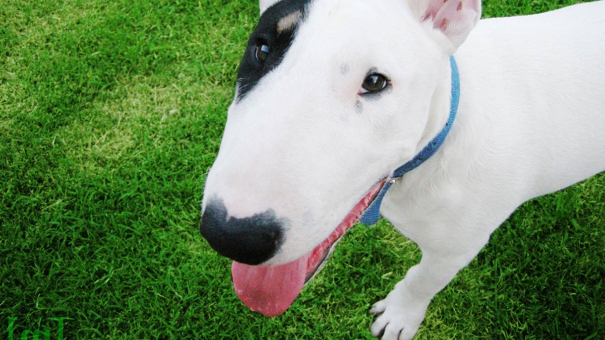 Собака похожая на свинью