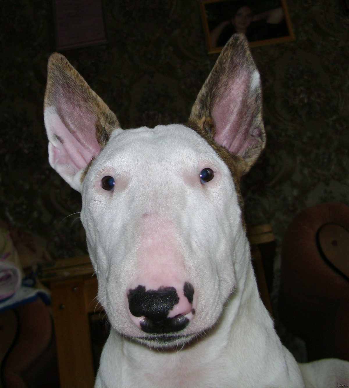 Смешные морды собак