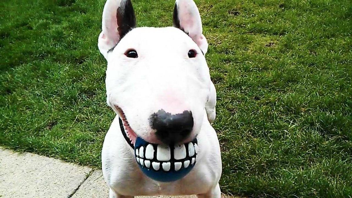 Бультерьер злой